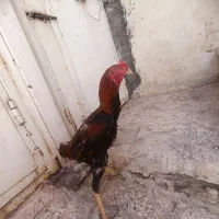 خروس