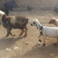 بره سبک میش چاق