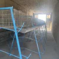 قفس مرغ تخم گذار