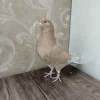 کبوتر