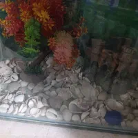 اکواریوم
