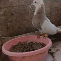 گم شده