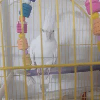 عروس هلندی