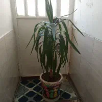گلدان
