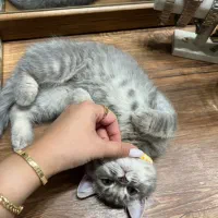 واگزاری بچه گربه
