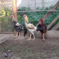 سه عدد خروس جوان