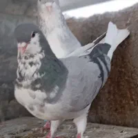 کبوتر شهری