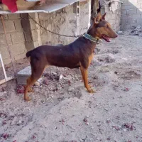 سگ دوبرمن بلوطی