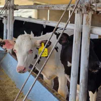 گوساله آمریکایی هلشتاین خالص و باکیفیت