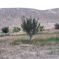 خانه و کاشانه و زمین وباغ