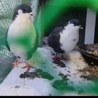 ۷ عدد کفتر معاوضه با عروس هلندی