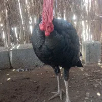 بوقلمون مجسمه نر حراج
