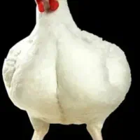 مرغ گوشتی مناسب خون کردن