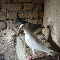 کفتر پرشی