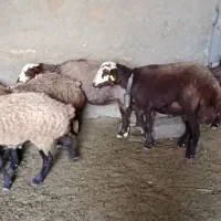 گوسفند