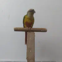 گرینچیک
