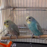 جفت مرغ عشق