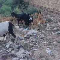 خرمشهر|حیوانات مزرعه|خرمشهر, |دیوار