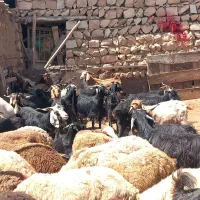 بز کشتاری