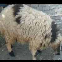 گوسفند سرحال قی 7