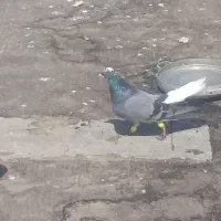 ۴عددکبوتر پرشی وزور