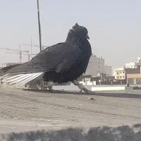 ابلغ رنگی دمسیاه