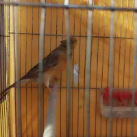 باسلام یک عدد قناری نر کاکولی دارچینی درجه یک