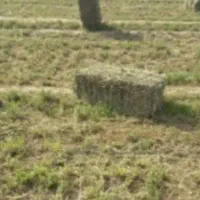 علف پرس شده روستای آغگل
