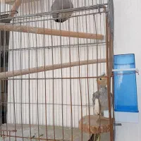 عروس هلندی نر و ماده