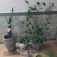 گل و گدان