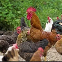 مرغ خروس کردی درجه ۱