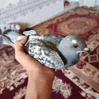 جوجه بدرنگ|پرنده|کرمان, |دیوار