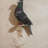 کفتر سید