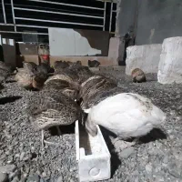 بلدرچین جوان آماده تخم گذاری