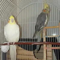 فروش دو عروس هلندی