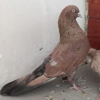 کله ای