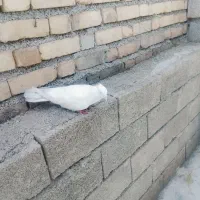کبوتر|پرنده|آبدانان, |دیوار