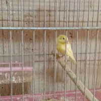 فروش جوجه قناری طلایی