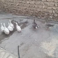مرغ غاز اردک