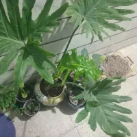 گل آپارتمانی ( مخصوص خانه و باغچه)