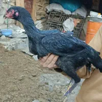 مرغ لاری اصیل