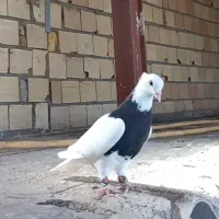کبوترطوقی ماده