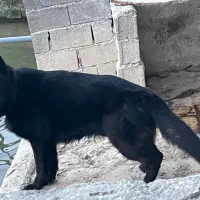 سگ ژرمن شپرد بلک موبلند