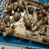 فروش حلزون خانگی