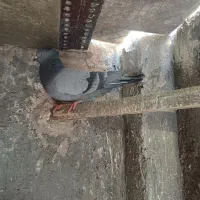 کبوتر|پرنده|اصفهان, دنارت|دیوار