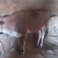 گوساله ماده کردی