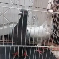 کبوتر