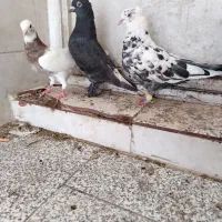 کفتر سیاه دم سفید نر ،طوق شازده نر و دمب سبز نر