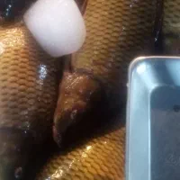انواع ماهی کپور ماهی بدون استخوان موجود هست