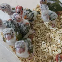 خریدوفروش گرینچیک